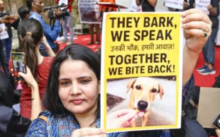 सुप्रीम कोर्ट का फैसला: पकड़े गए सामान्य कुत्तों की होगी नसबंदी, फिर छोड़ा जाएगा