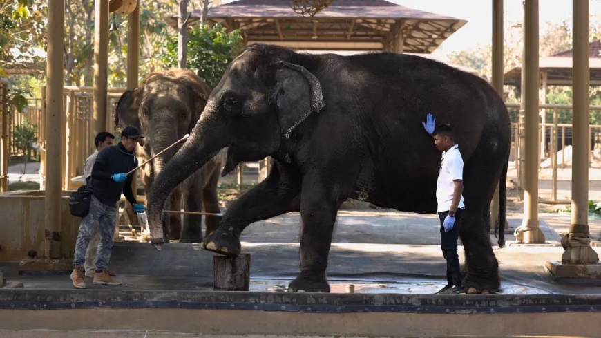 अंबानी के वाइल्डलाइफ रेस्क्यू रिहैबिलिटेशन सेंटर 'वनतारा' की जांच होगी