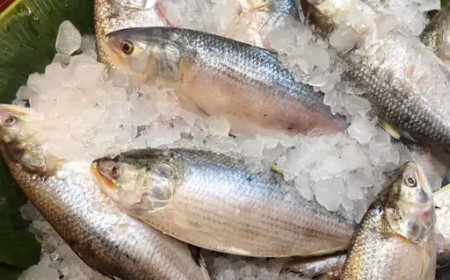 बांग्लादेश में हिल्सा मछली को बचाने जंगी जहाज तैनात: संरक्षण के लिए अनूठा कदम