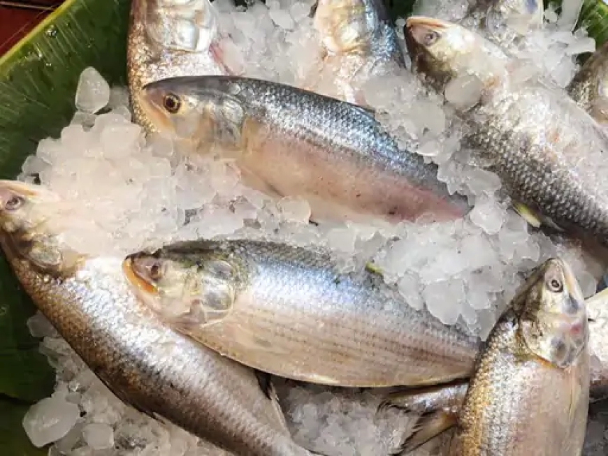 बांग्लादेश में हिल्सा मछली को बचाने जंगी जहाज तैनात: संरक्षण के लिए अनूठा कदम