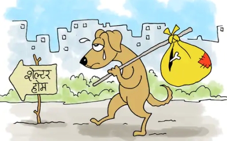 सुप्रीम कोर्ट का आदेश – स्कूल, अस्पताल से आवारा कुत्ते हटाएं, नगर निकायों को कड़ी कार्रवाई के निर्देश