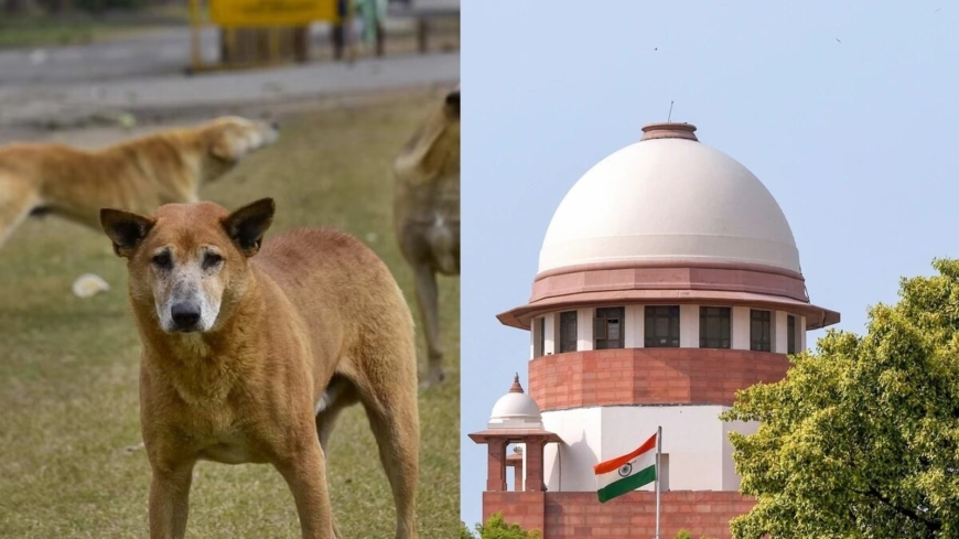 सुप्रीम कोर्ट की सख्त टिप्पणी—कुत्तों में फैला वायरस, इंसानों में फैलने पर बीमारी लाइलाज होने का खतरा