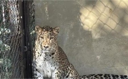 उत्तराखंड में बाघ रेस्क्यू ऑपरेशन: बेलपड़ाव रेंज में घायल मिला, हालत नाजुक