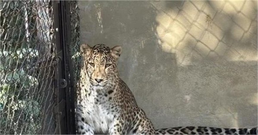 उत्तराखंड में बाघ रेस्क्यू ऑपरेशन: बेलपड़ाव रेंज में घायल मिला, हालत नाजुक