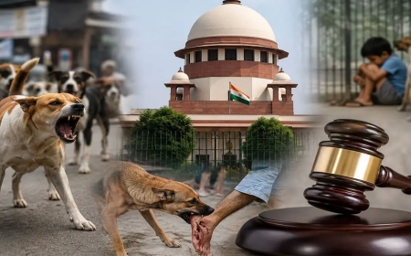 सुप्रीम कोर्ट का बड़ा फैसला, सार्वजनिक स्थानों से हटाए जाएंगे आवारा कुत्ते; डॉग लवर्स और फीडर्स को झटका